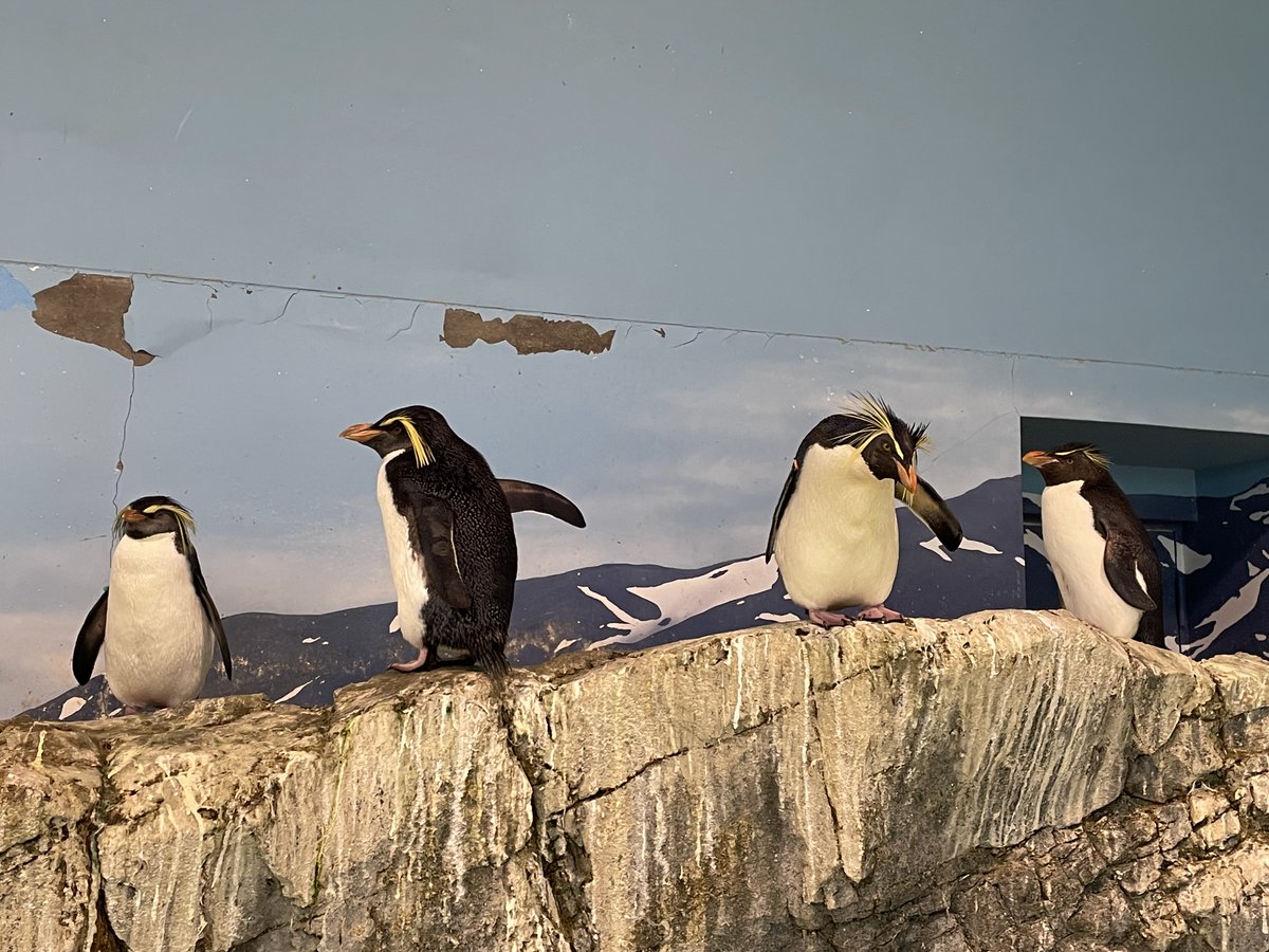 ここに、キタイワトビペンギン3羽と、ミナミイワトビペンギンが1羽だけいます。紛れているミナミイワトビペンギンはどこにいるかわかりますか？？答えは明日の投稿で！ #長崎ペンギン水族館　#ペンギン　#penguin #aquarium #ミナミイワトビを探せ！　#ヒントは頭の飾り羽