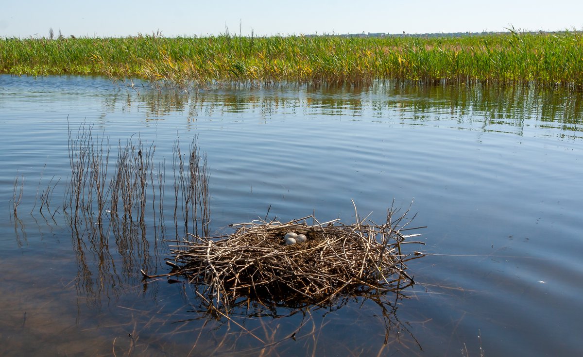 We're urging everyone to exercise caution and respect towards our wildlife and surrounding green spaces particularly swans as they can exhibit territorial behaviour, especially when nesting. Please maintain a safe distance and keep dogs on leads.