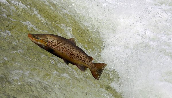EawagResearch's tweet photo. Seeforellen leben riskant 🐟
https://t.co/xhDtDNSD42
#wasserforschung #klimawandel #forellen https://t.co/00dOYQFtup