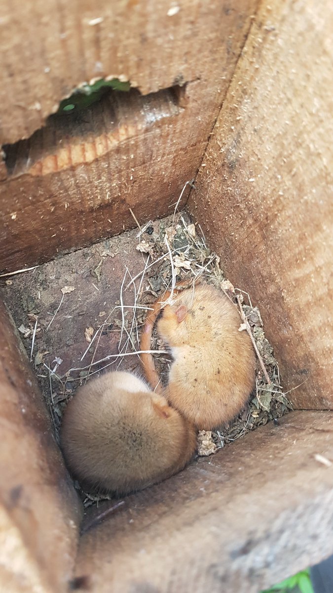 Lorna Griffiths tweet media