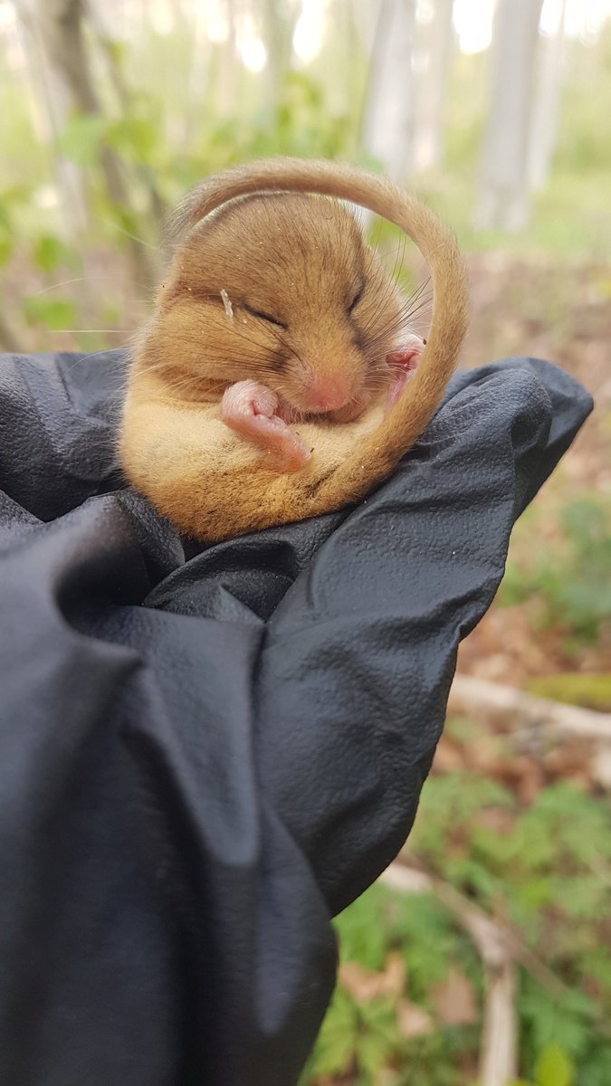 Lorna Griffiths tweet media