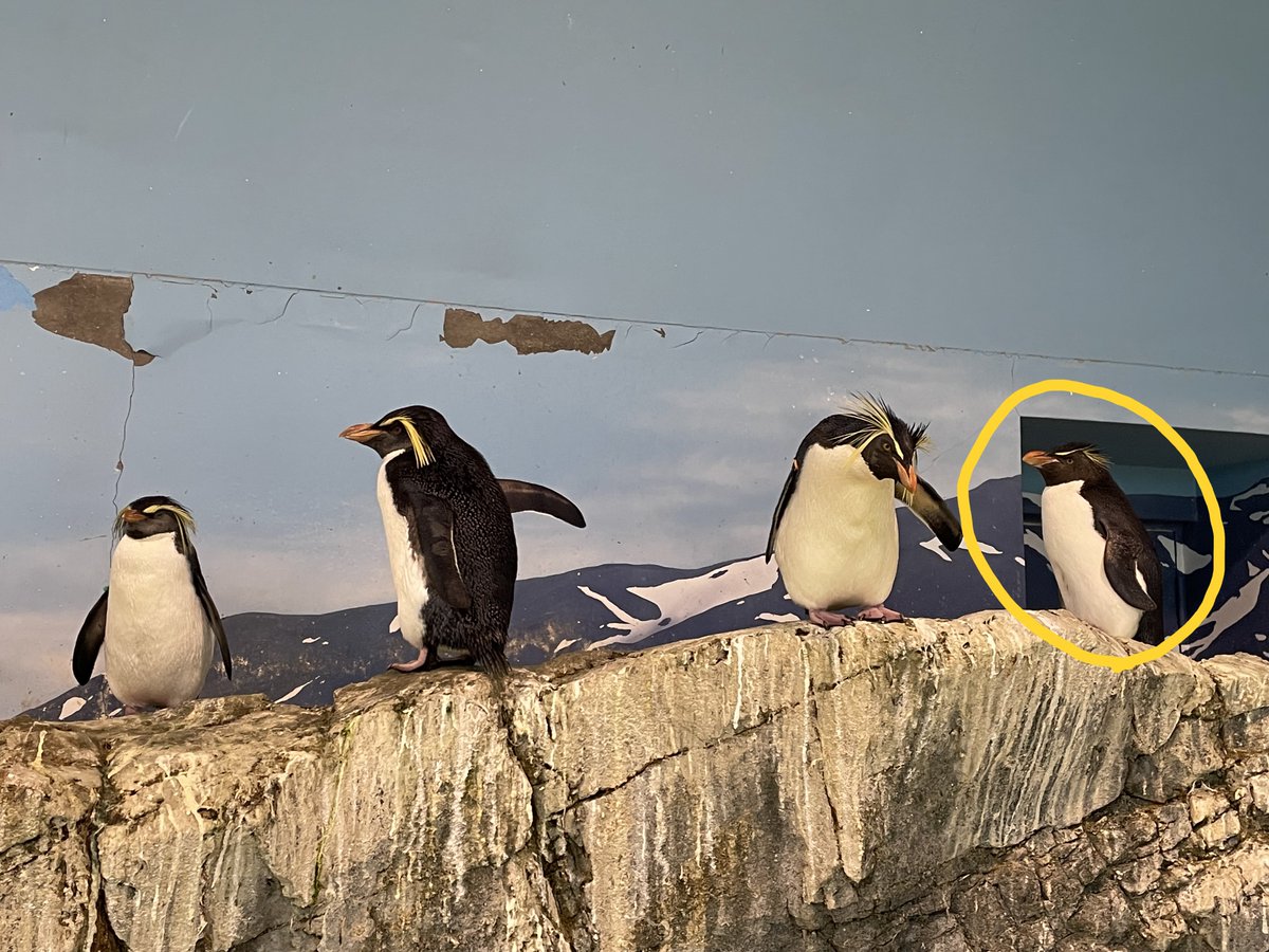 昨日のミナミイワトビペンギンを探せ！の答えは、黄色丸で囲った一番右のペンギンです！ キタイワトビペンギンに比べて、頭の黄色い飾り羽の長さが短く、量も少ないです。 #長崎ペンギン水族館　#ペンギン　#penguin #aquarium #rockhopperpenguin