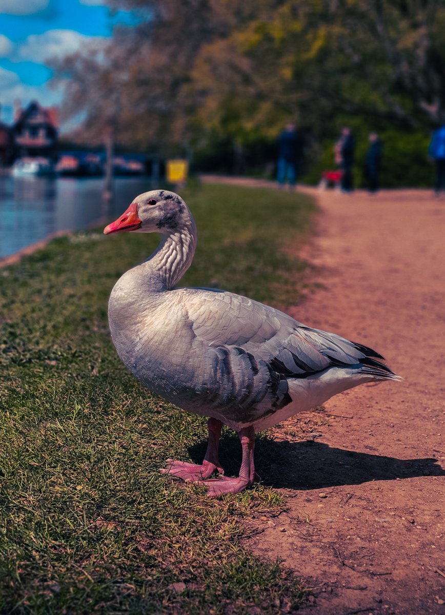 Why do geese hate Mondays?

...They have to wake up with the quack of dawn.

#ShotOnSnapdragon
#WithGalaxy
#S23Ultra