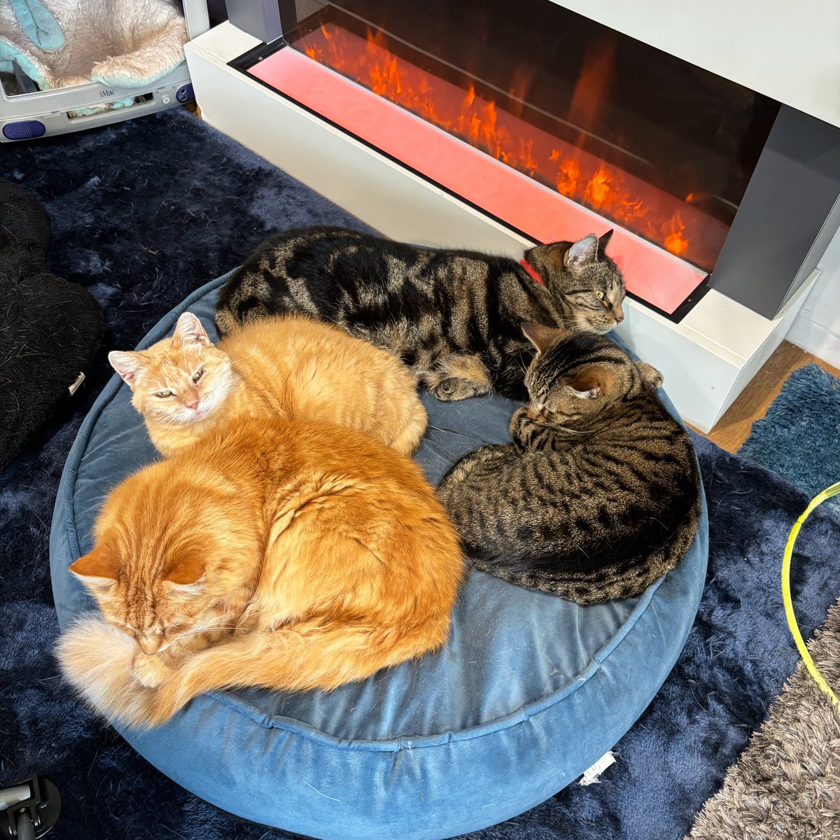 Just the cutest, most purrific double date and cuddle party 🧡😻🤎 #Banksy #Mango #Bango #MissMollySnugglington #Woody #Woodlington #doubledate #squadgoals #contentedcats #purrsandbeans