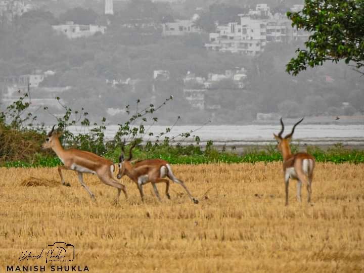 'Black buck' at Bhojwetland 
@WetlandsInt 
@Envoirment 
@bhojwetland
@Britnatureguide 
@MPTourism 
@mptfs 
@travelindia
@Bhopalrourism
@Abhikhandekar1 @ThakkarLokendra @jaya2004khare