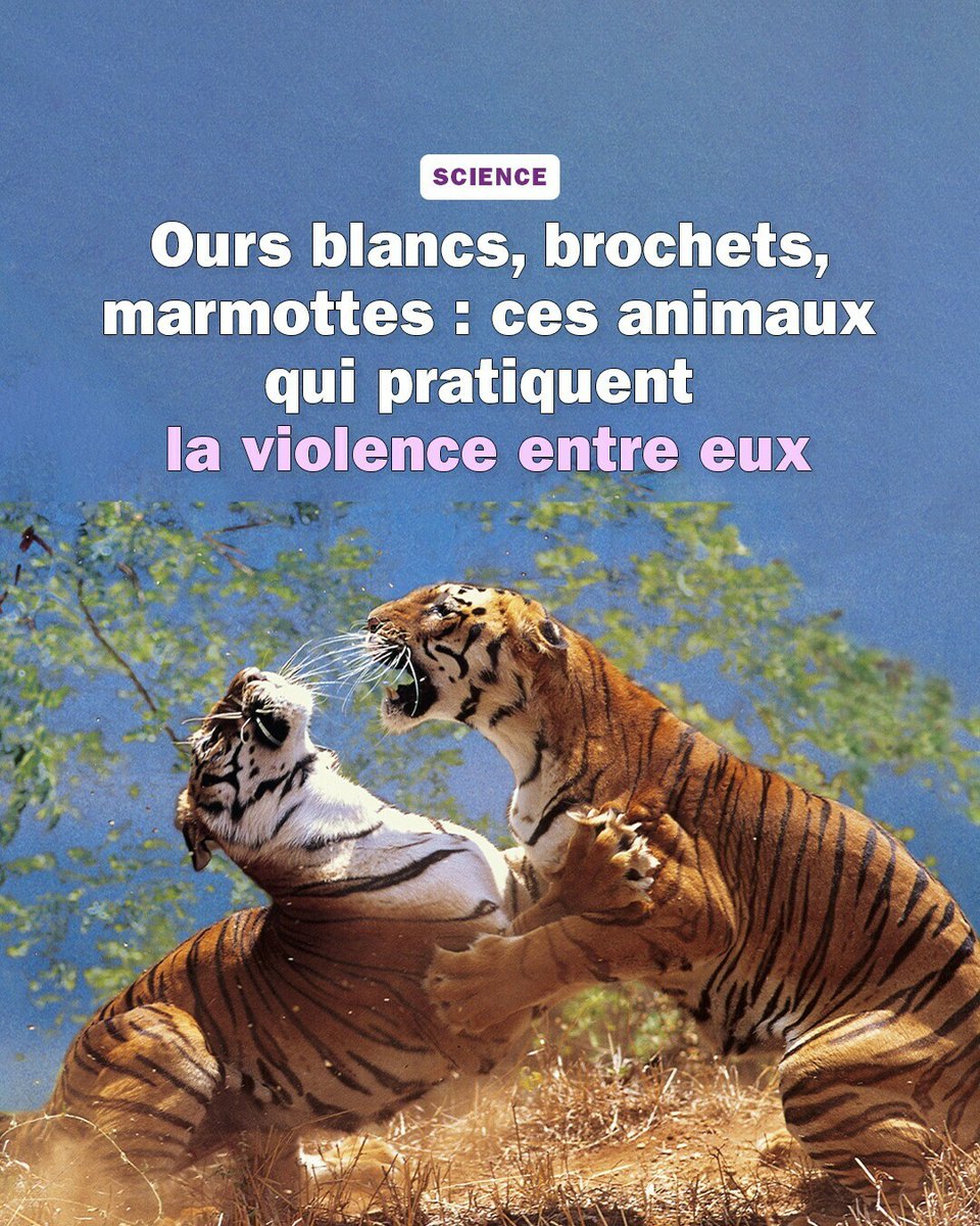 On sait que, dans le monde animal, il y a des prédateurs et des proies. Mais en matière de comportements violents, sont-ils capables d’être aussi extrêmes que nous ? ➡️ l.franceculture.fr/kOj