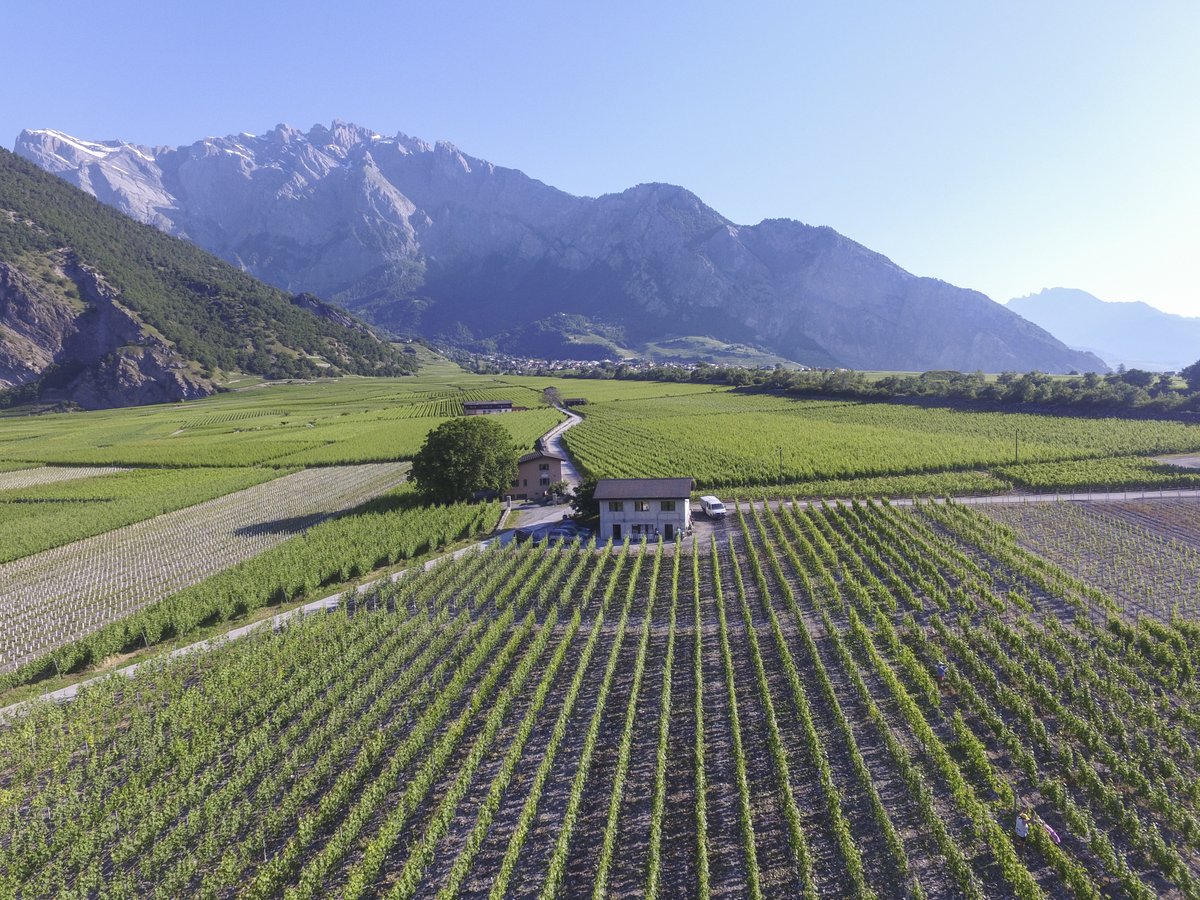 Die Untersuchung einer Syrah-Population aus dem nördlichen Teil des Weinbaugebiets Côtes du Rhône (F) führte zur Auswahl von drei neuen #Syrah-Klonen mit sehr interessanten Eigenschaften, die über die Schweizer Zertifizierung verbreitet werden. #Weinbau ➡️ agrarforschungschweiz.ch/2024/04/selekt…