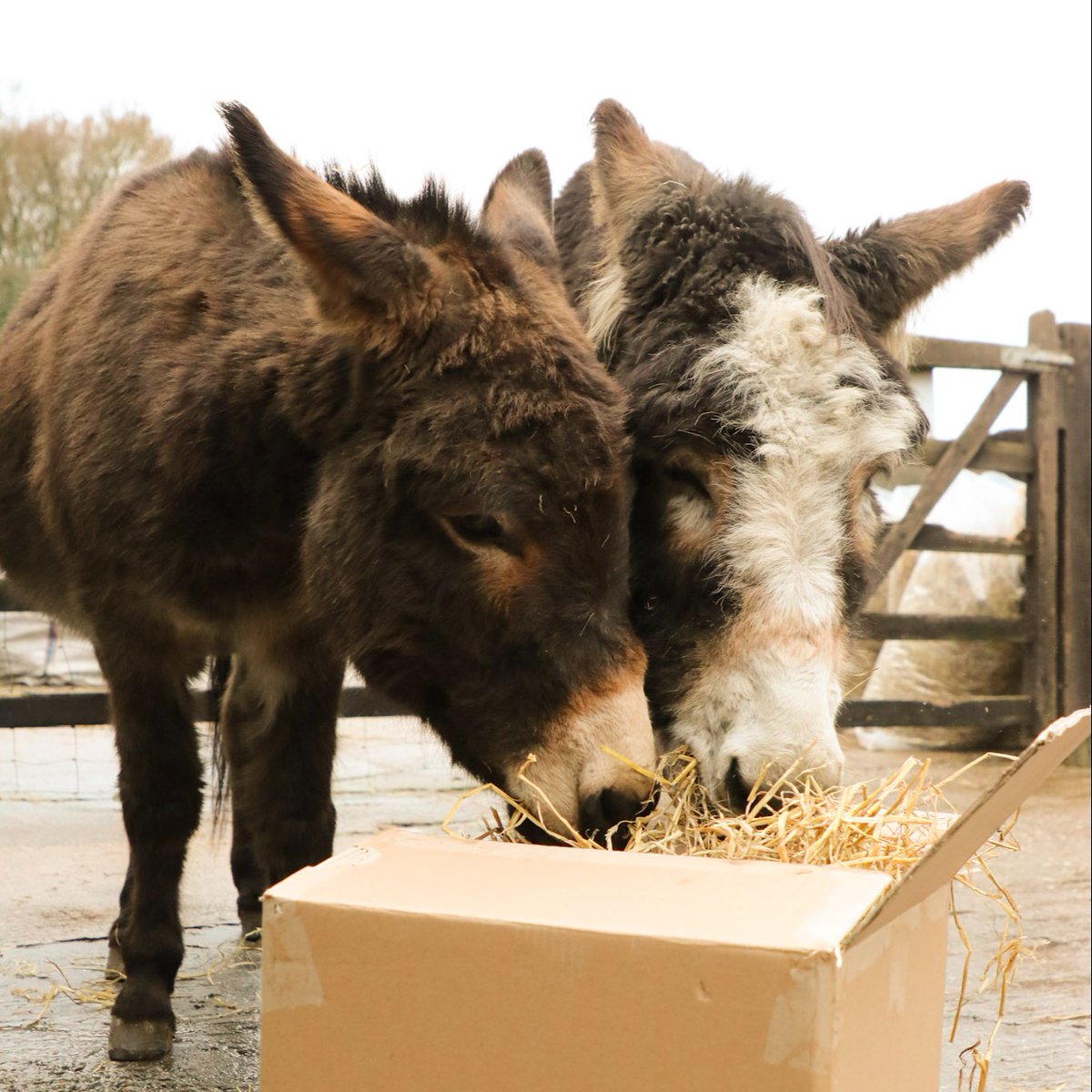 Jimmy and his buddy Skittles enjoying some enrichment activities. 😊