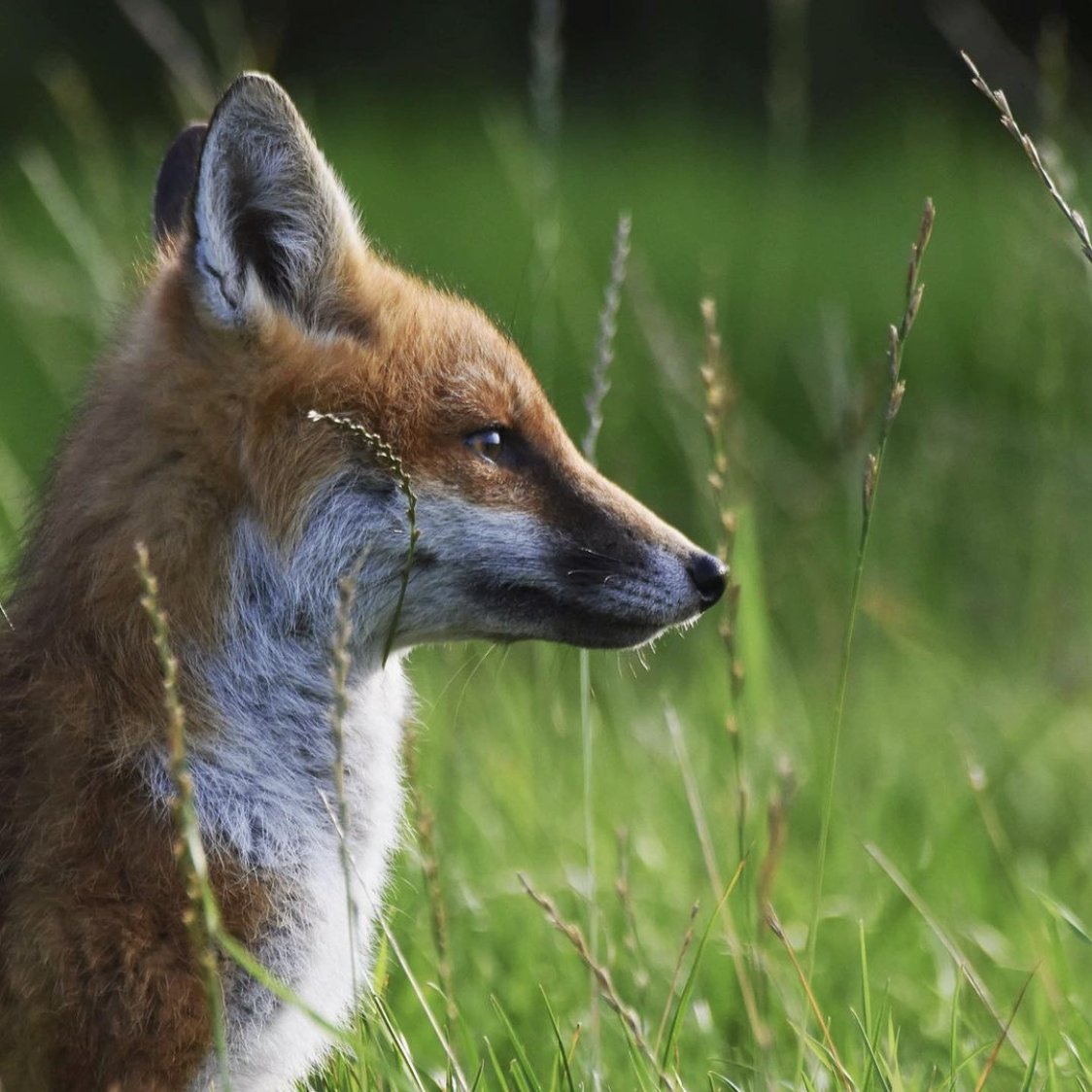 Side profile , shared by @steve34owen #FoxOfTheDay