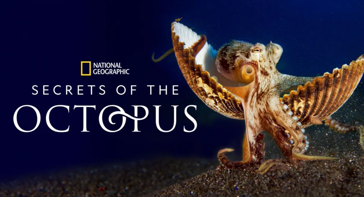 😍 🌎 What better way to celebrate #EarthDay2024 than celebrating some of its most extraordinary creatures. 🐙 #SecretsOfTheOctopus produced by @JimCameron & narrated by Paul Rudd promises a mesmerising journey of discovery. One thing's certain: we have to #StopOctopusFarming