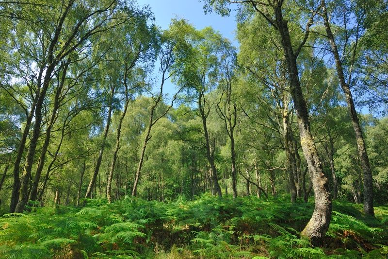 It's #EarthDay 🌳 Native trees and forests are vital to life on Earth - and in Scotland! That's why we're on a mission to protect & restore native woods & trees for people & wildlife, to combat climate change & build a greener future for all 💪 #WoodlandConservation