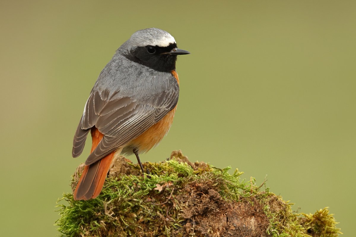 Male Common Redstart,from the other day.