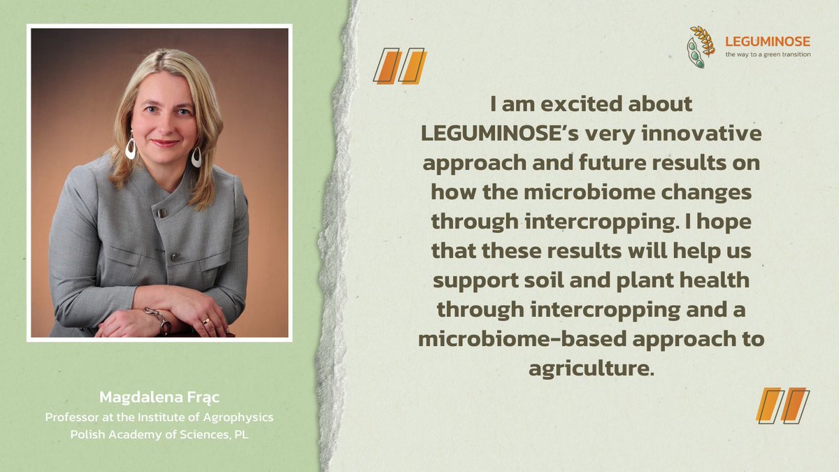Health for both soil and plants 🌱 #TeamLEGUMINOSE member Magdalena Frąc, professor at the Polish Academy of Sciences is taking a close look at the changes in the microbiome triggered by #intercropping.