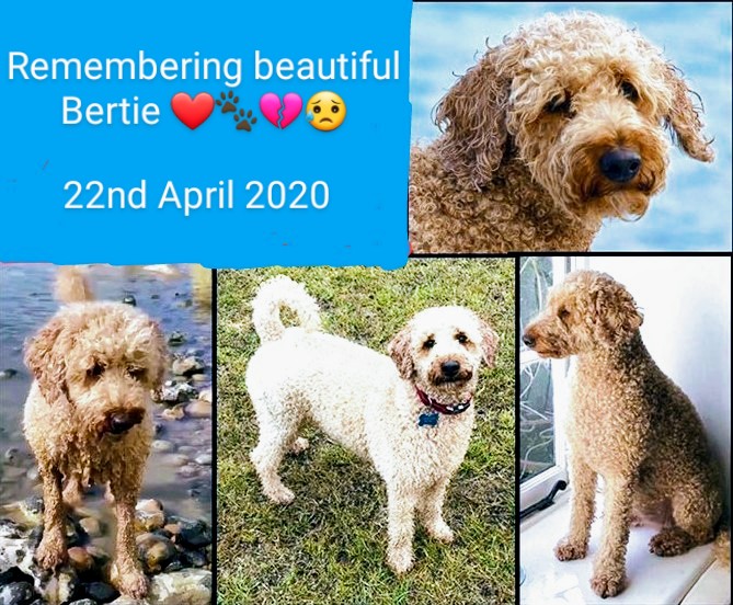 Remembering beautiful Bertie ❤🐾💔😥