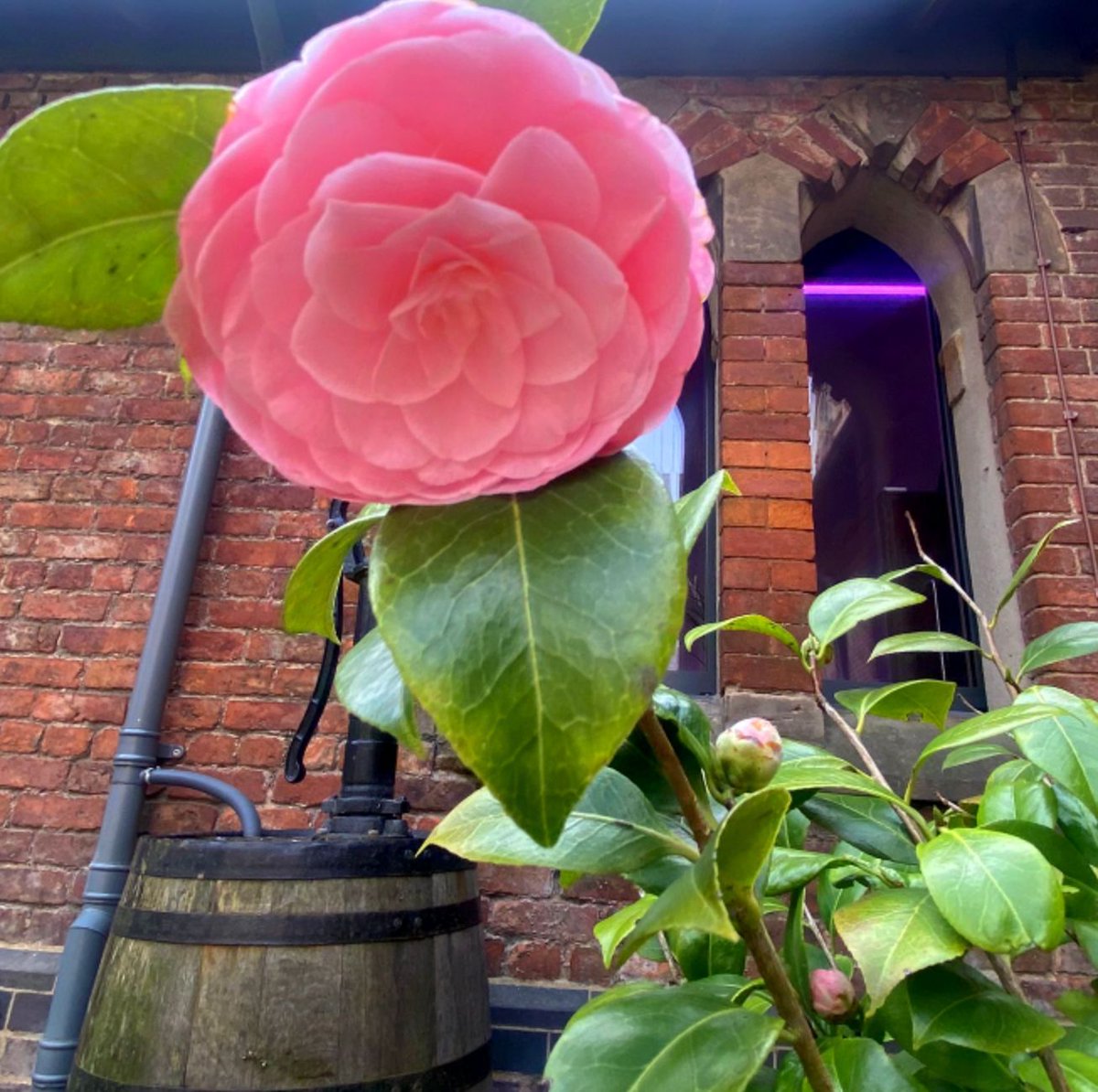 It's so lovely to sit, or take a slow stroll around the Monastery's healing garden at this time of year, full of vibrant #springflowers blooming all around, giving a beautiful splash of colour to the senses and hope & optimism to the heart 🥰