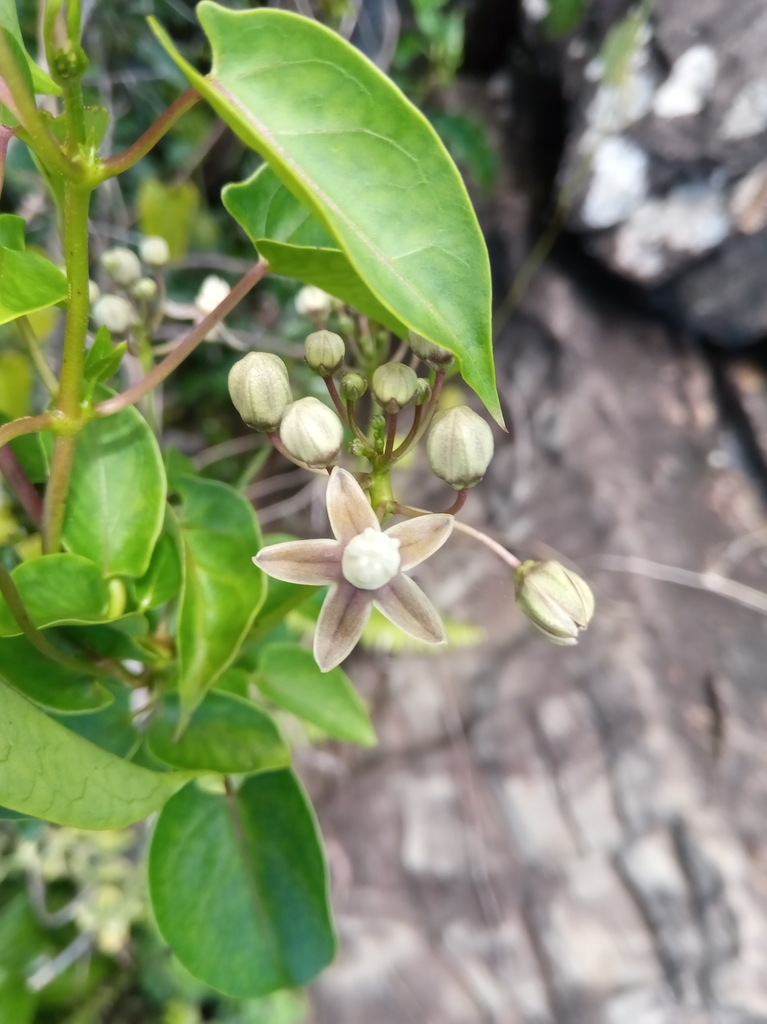 POTD – Cynanchum eurychitoides (IUCN LC), #Gentianales, #Apocynaceae, liana #endemic to #Madagascar, recorded in #Analavory, #Itasy_Region, #TRAFFIC_Project, #Accelerated_Taxonomy