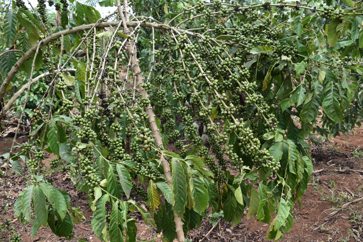 UgandaCoffee_'s tweet photo. Uganda's coffee exports in March were 329,686 bags worth US$64.74m.

Exports for 12 months (Apr 23-Mar 24) totaled 5.90m bags worth US$ 993.63m compared to 5.76m bags worth US$ 849.86m in the previous year (Apr 22-Mar 23).

Read full #CoffeeReport here: https://t.co/iehDXJ25CQ https://t.co/2yBaxOesqT