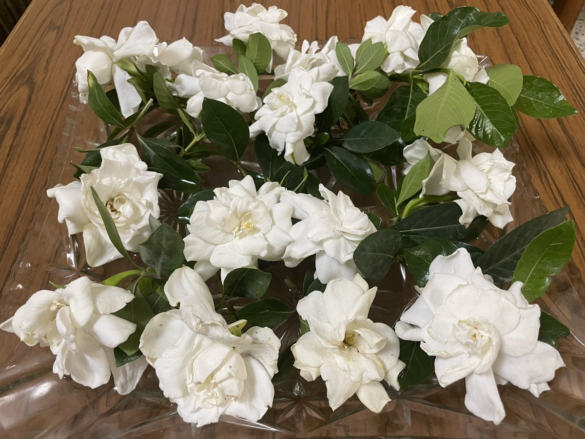 Stepping into a garden filled with the sweet scent of #Gardenia flowers is like entering a realm of pure serenity and charm. Good morning!