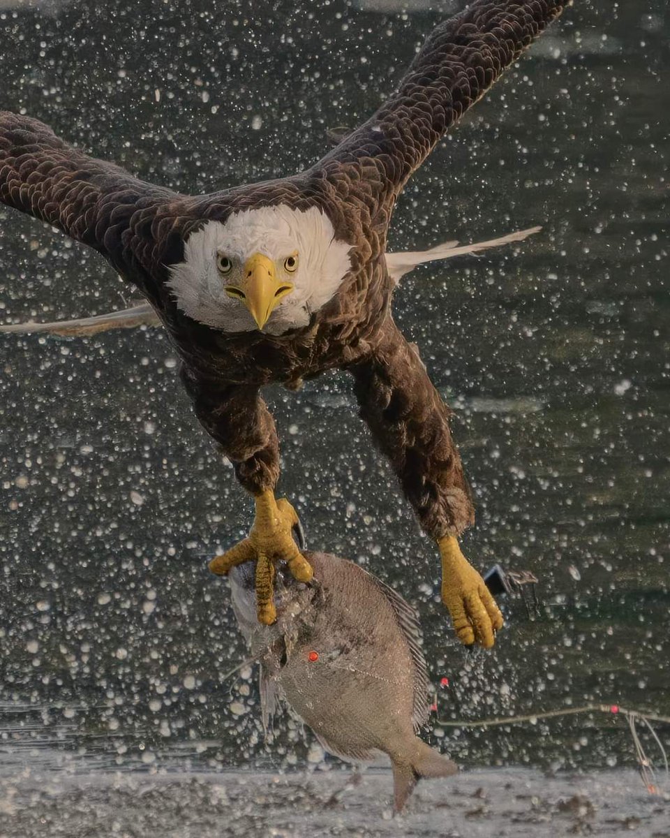 drhafezster's tweet photo. That’s how you make a splash!!
#Sony #sonyalpha #sonyphotography #sonyprousa #natgeo #natgeoyourshot #natgeowild #eagles #baldeagles #usa #birdsofprey #predator #birds #wildlife #wildlifephotography #natgeowildlife #birdsofinstagram #birdwatching https://t.co/ZgoFyzRp0V