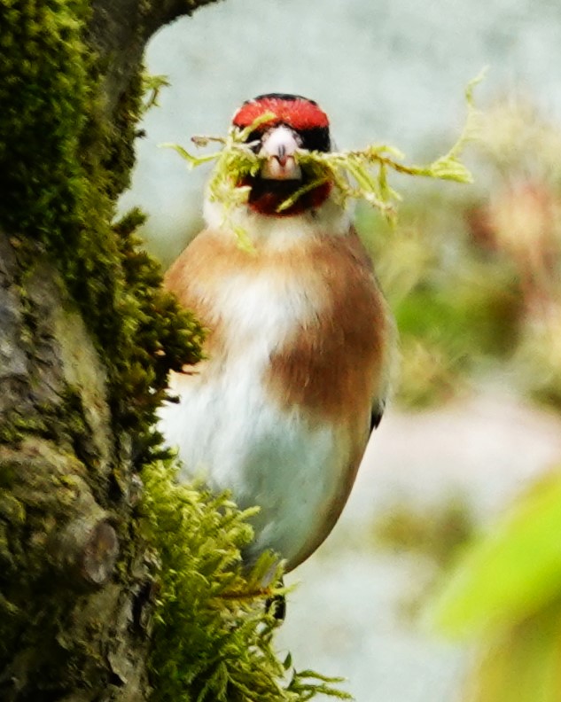 Goldfinch collecting moss off our apple tree for nesting.
#goldfinches #birds #BirdPhotography #wildlife #WildlifePhotography #NaturePhotography #photography #birding #TwitterNatureCommunity #BirdsOfTwitter #Telford #Shropshire #NatureLovers #goldfinch