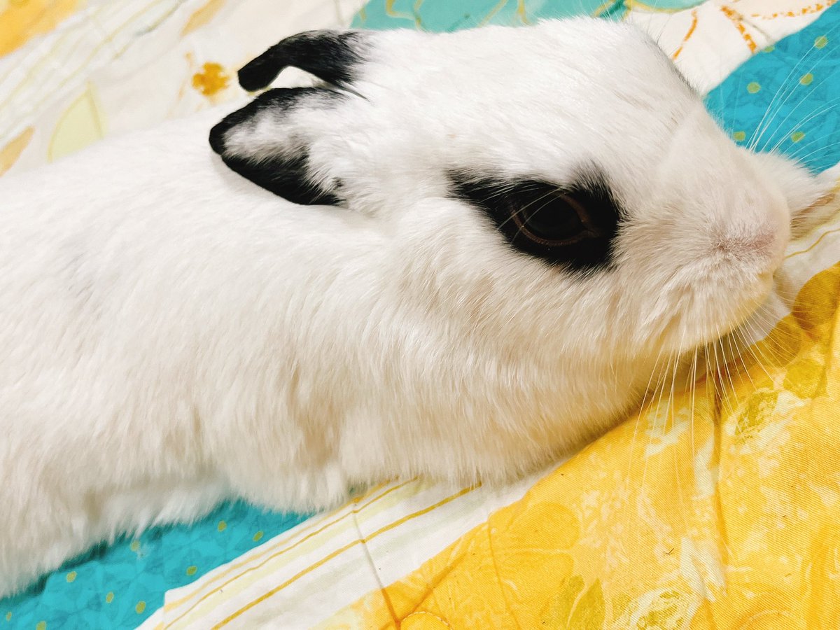 집에 보내주십시오
집에 토끼같은 토끼가 있습니다