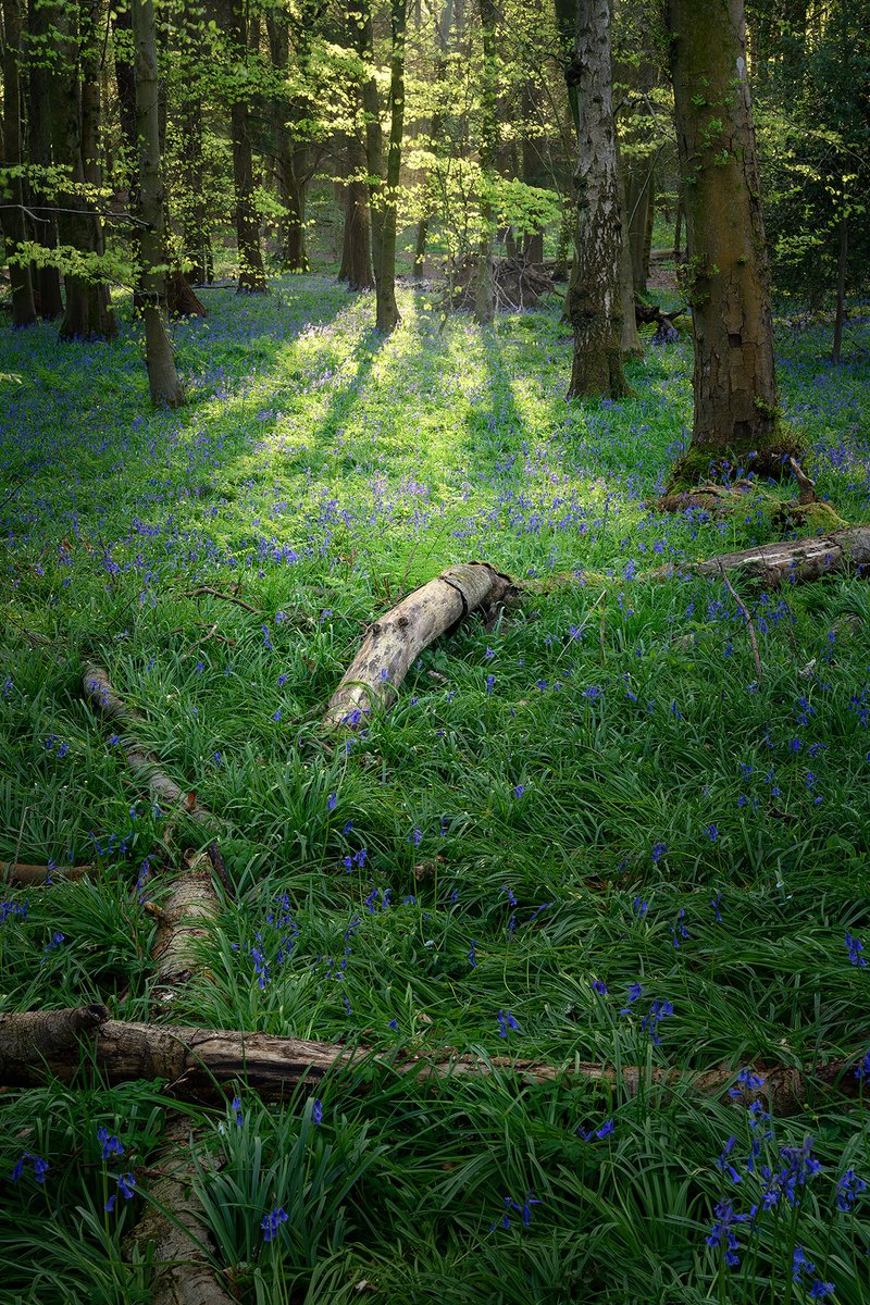 A wander in the woods
#bluebells #spring #wexmondays #fsprintmonday #appicoftheweek #sharemondays2024