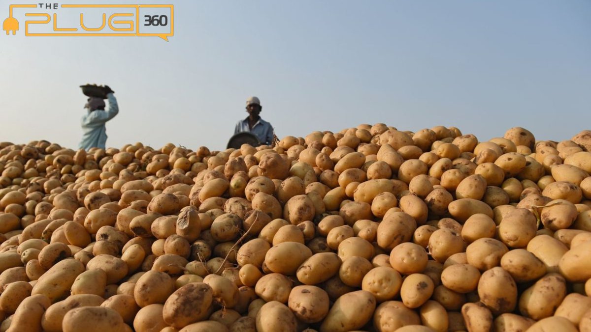 Potato farming is a big business in Australia, which has resulted in a high demand for farm workers. To meet the demand, Australian farmers are recruiting international immigrants Apply now: theplug360.com/farm-workers-w…