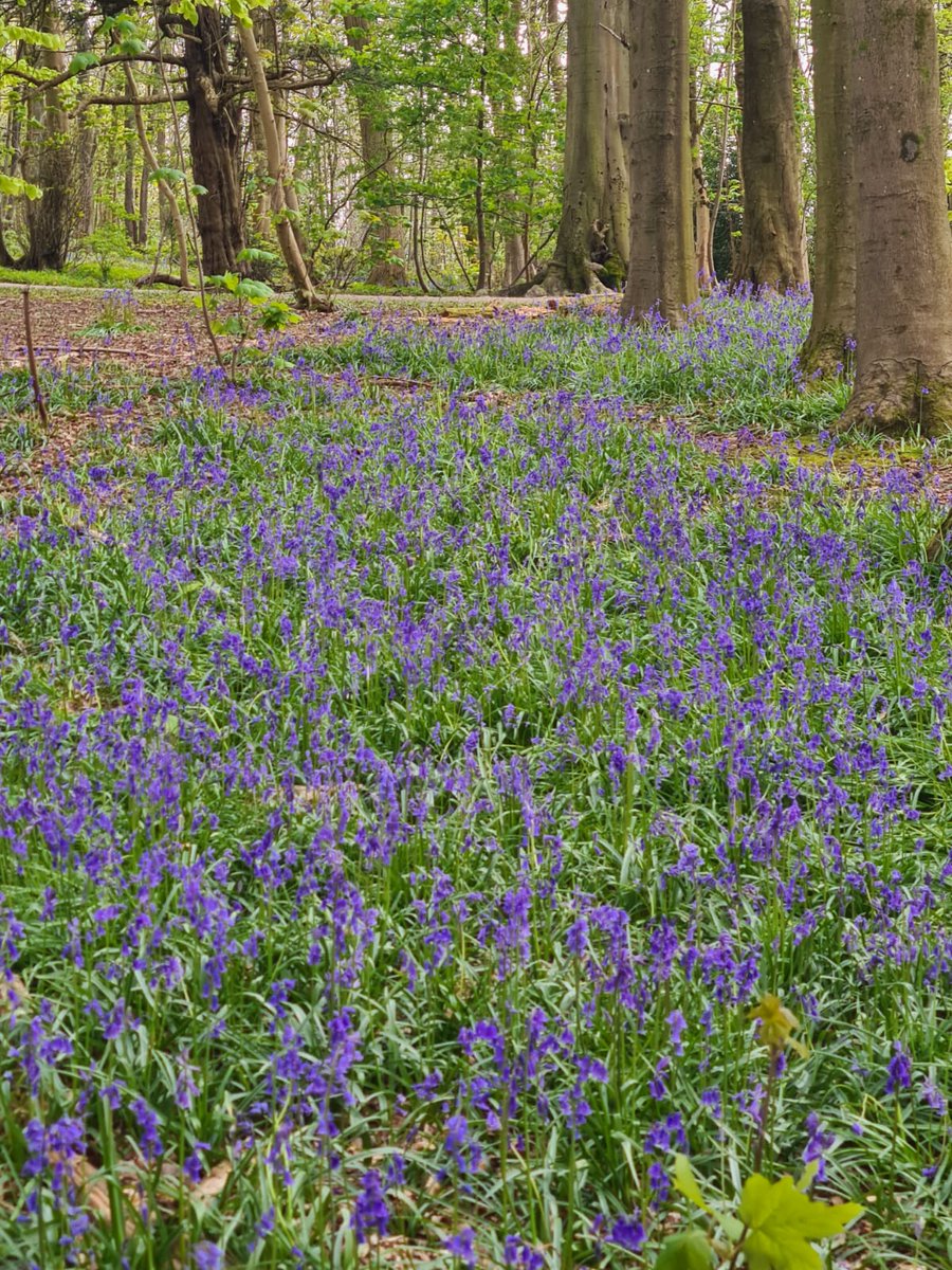 Monday
Hope it's a good one
Bluebells in Chulmleigh woods 💙