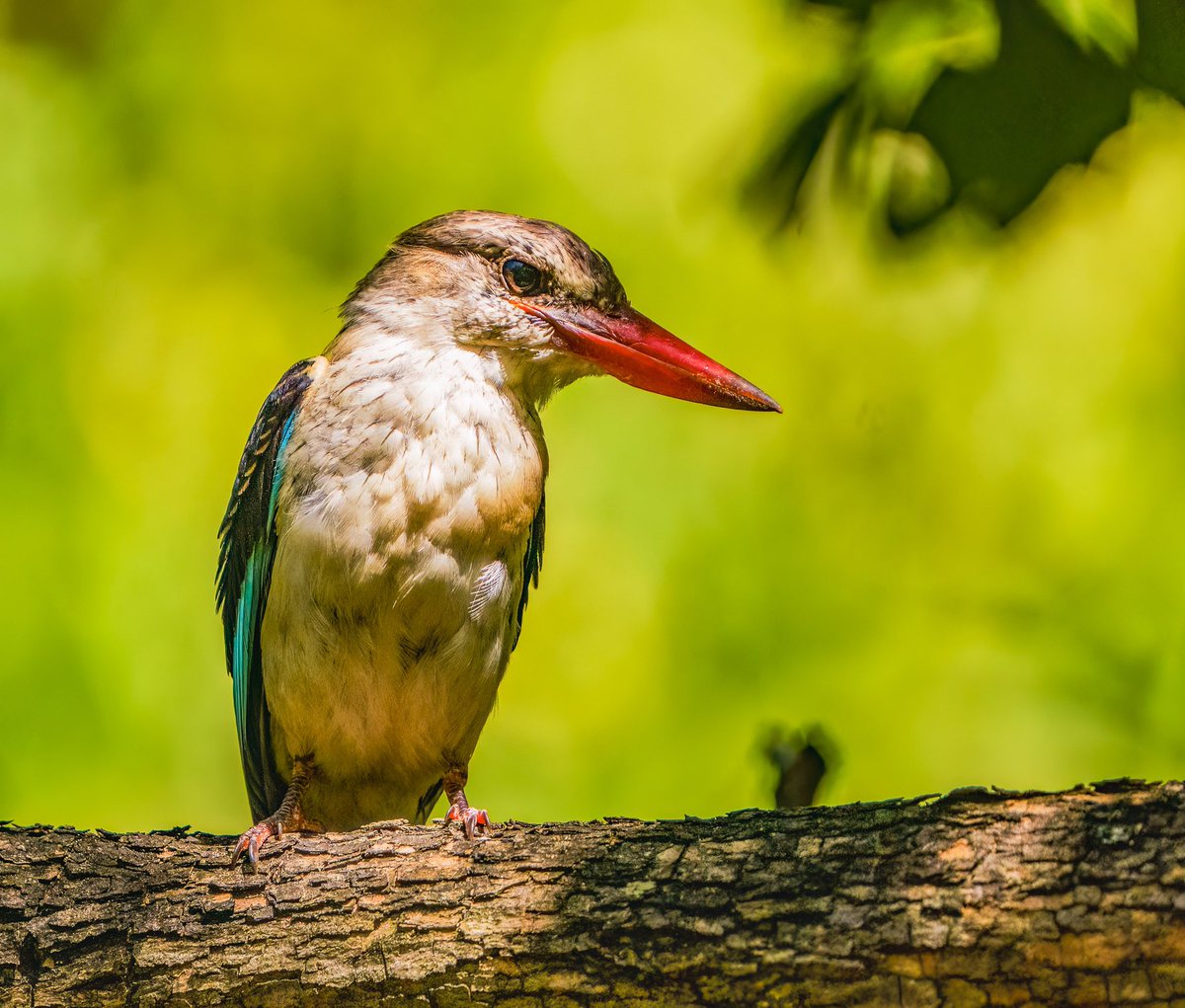 Brown-hooded Kingfisher in Victoria Falls garden last month @Natures_Voice @thetimes #BBCWildlifePOTD #NaturePhotography #TwitterNatureCommunity #birding #africanwildlife #victoriafalls