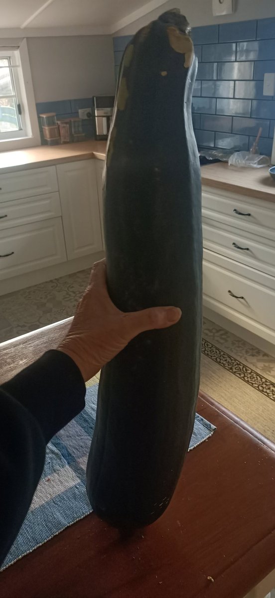 Um... What to do with a rogue zucchini?