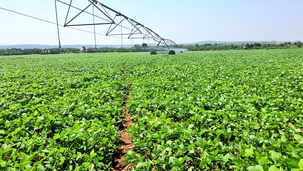 Where are you tweeting from?

Me. Good morning from where agriculture is  mechanized and in the center of center pivots & other irrigation systems. #VisitKirehe

@RwandaAgri @jnabdallah @FAO @mfabrouce @Lee_Fabricee @AkezaGermaine @jcniyomugabo @rangira