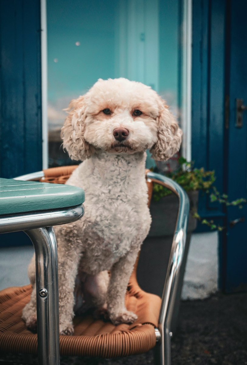 The lovely Scapa, whose mum and dad work here at The Pierhouse, isn’t she quite the lady?🥰

#scotland #dogfriendly