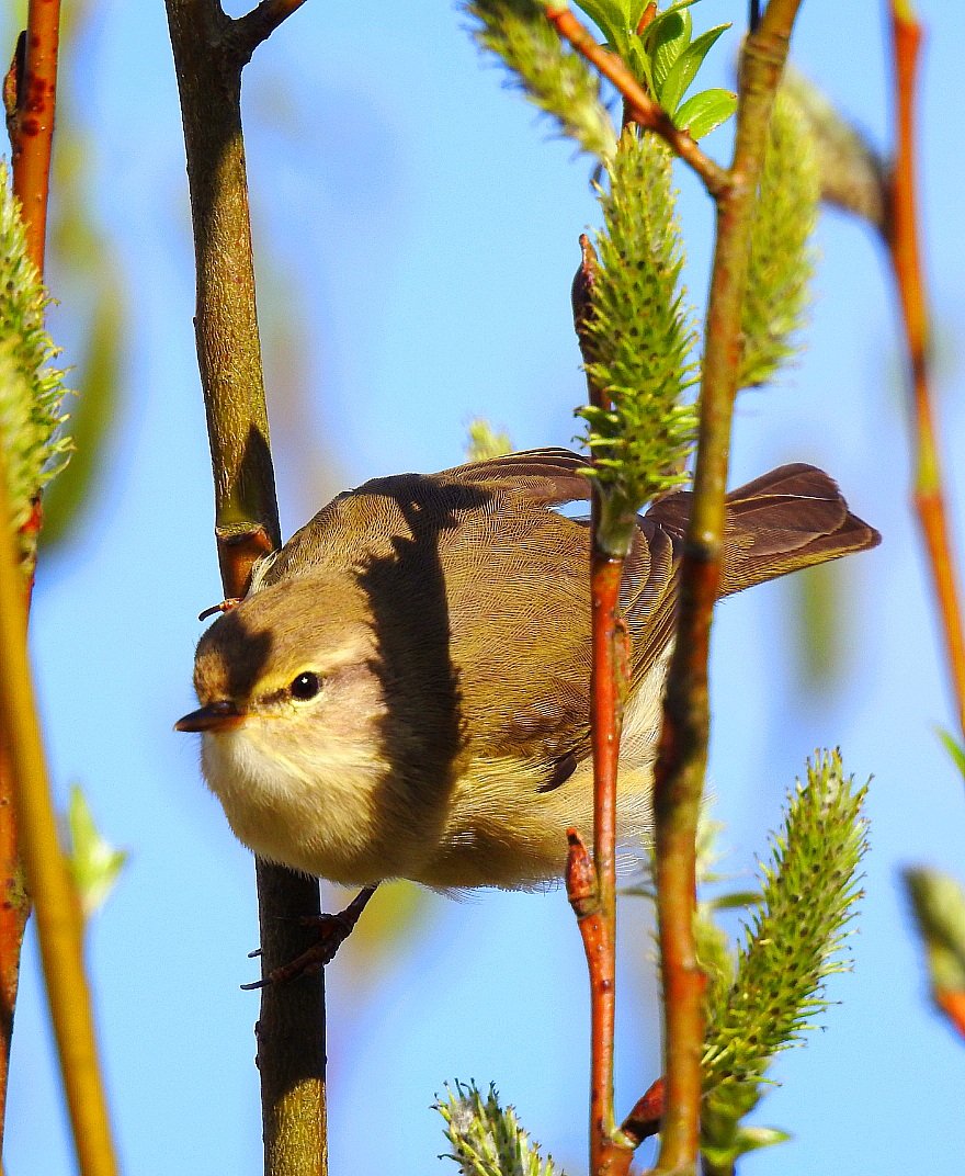 Willow warbler in the trees. Have a good day folks. @Natures_Voice @RSPBScotland #BirdsSeenIn2024 🏴󠁧󠁢󠁳󠁣󠁴󠁿 #NaturePhotography #nature #wildlife #wildlifephotography #birds #birdphotography #birdwatching #TwitterNatureCommunity