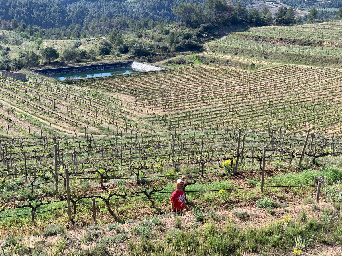ClosGalena's tweet photo. 📸 Primavera 2️⃣0️⃣2️⃣4️⃣. Postals de @ClosGalena a la nostra finca de la Solana on la nostra vinya creix i es desenvolupa en plena naturalesa. https://t.co/MRLkMAlAe9