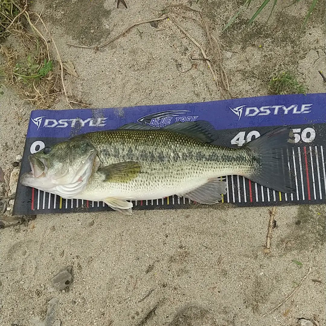 native stringer (@NativeStringer) / Posts / X