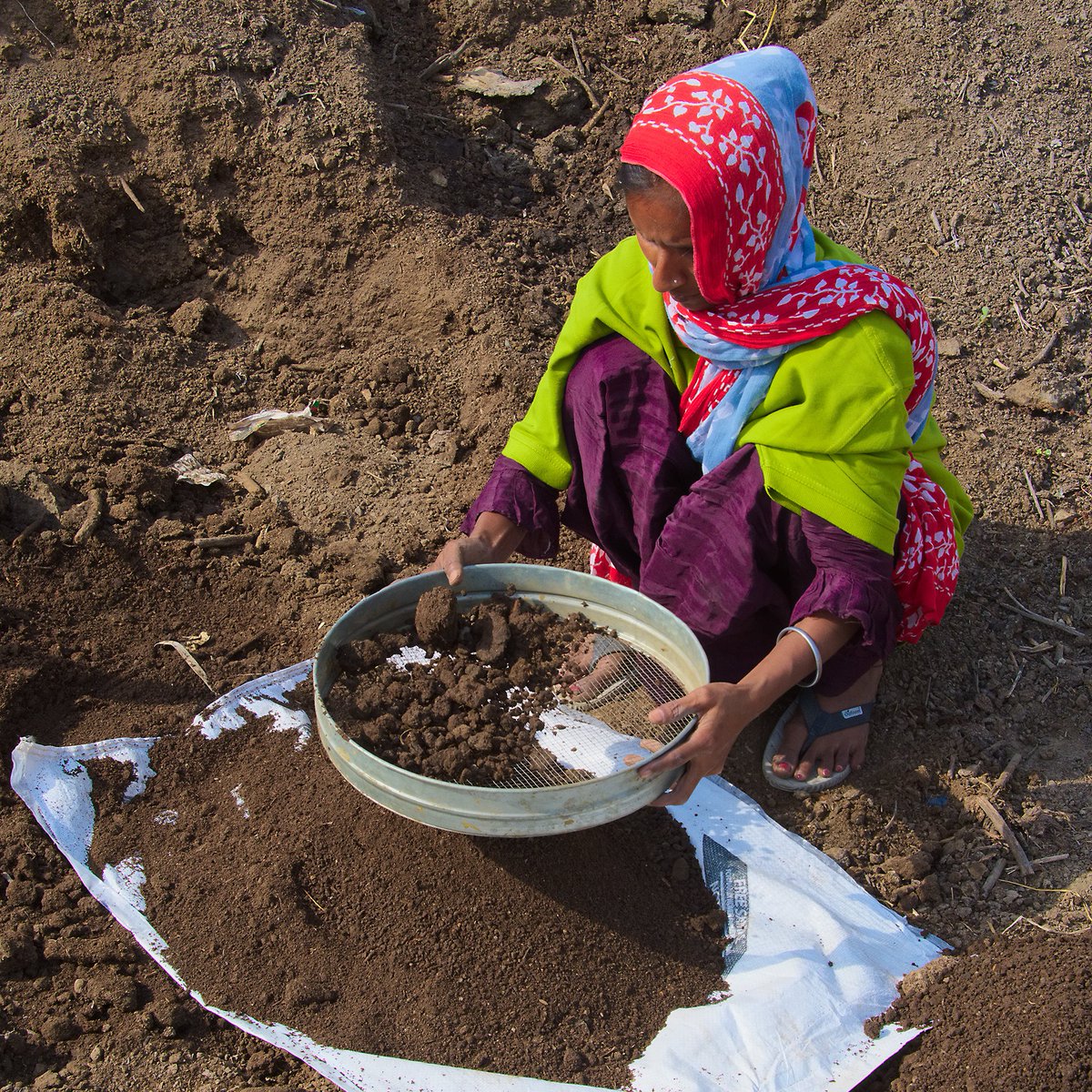 This #EarthDay, let's spotlight the unsung heroes of agriculture, the powerful yet overlooked forces behind food systems: women farmers and the microbes of our soils. Here's to #RegenerativeAgriculture for safeguarding their life-giving power for a more sustainable future 🌏