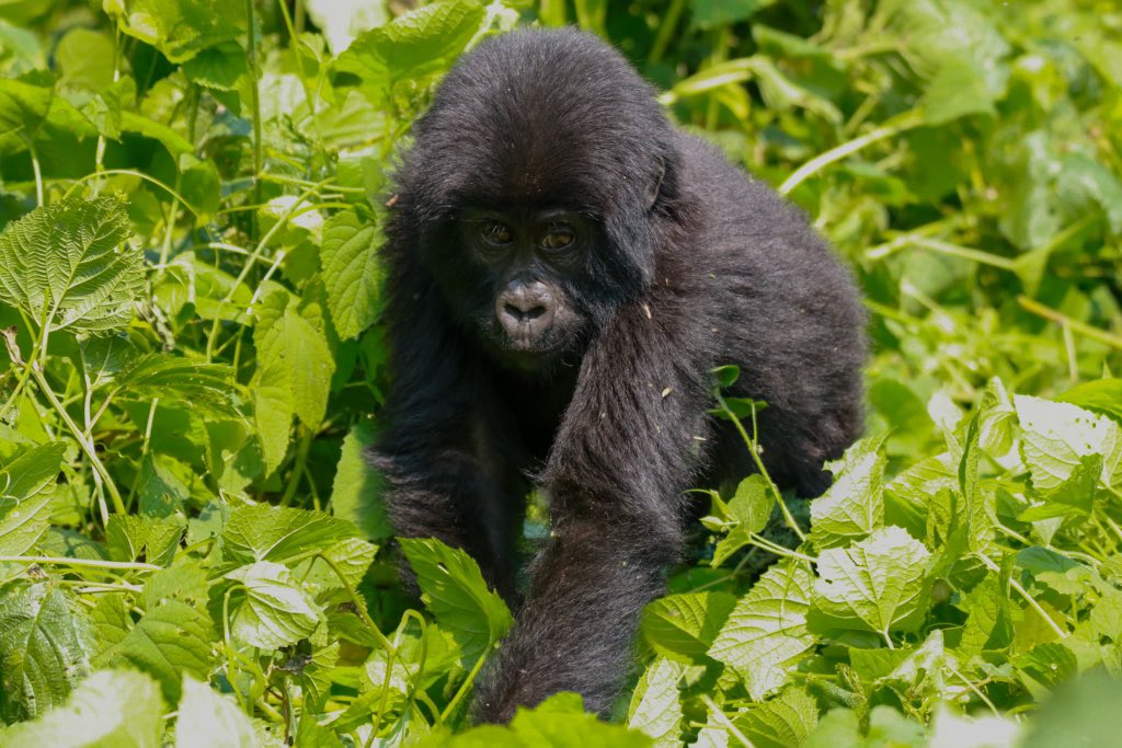 These rainy season months are great times for primates and overall wildlife adventures. Explore Uganda’s primates on Signature Safari adventures with us for more 🔗signature-africa.com 📧 info@signature-africa.com #signature #gorillatrekking