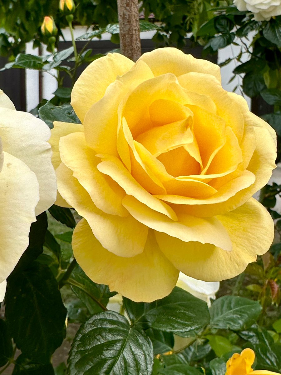 MihaelaSmaniot3's tweet photo. Yellow on Monday morning to brighten up the coming week.
#AprilRose https://t.co/REJ1UTwYm3