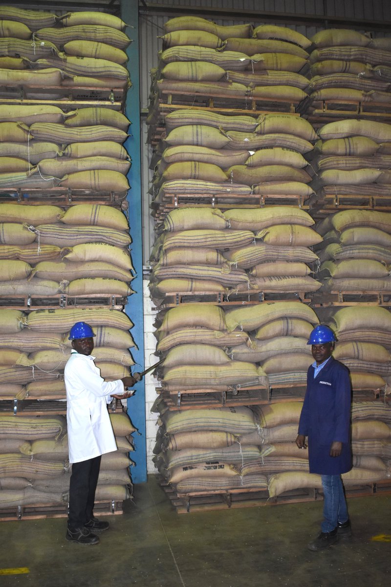 Uganda's coffee exports in March were 329,686 bags worth US$64.74m. Exports for 12 months (Apr 23-Mar 24) totaled 5.90m bags worth US$ 993.63m compared to 5.76m bags worth US$ 849.86m in the previous year (Apr 22-Mar 23). Read full #CoffeeReport here: shorturl.at/PY123