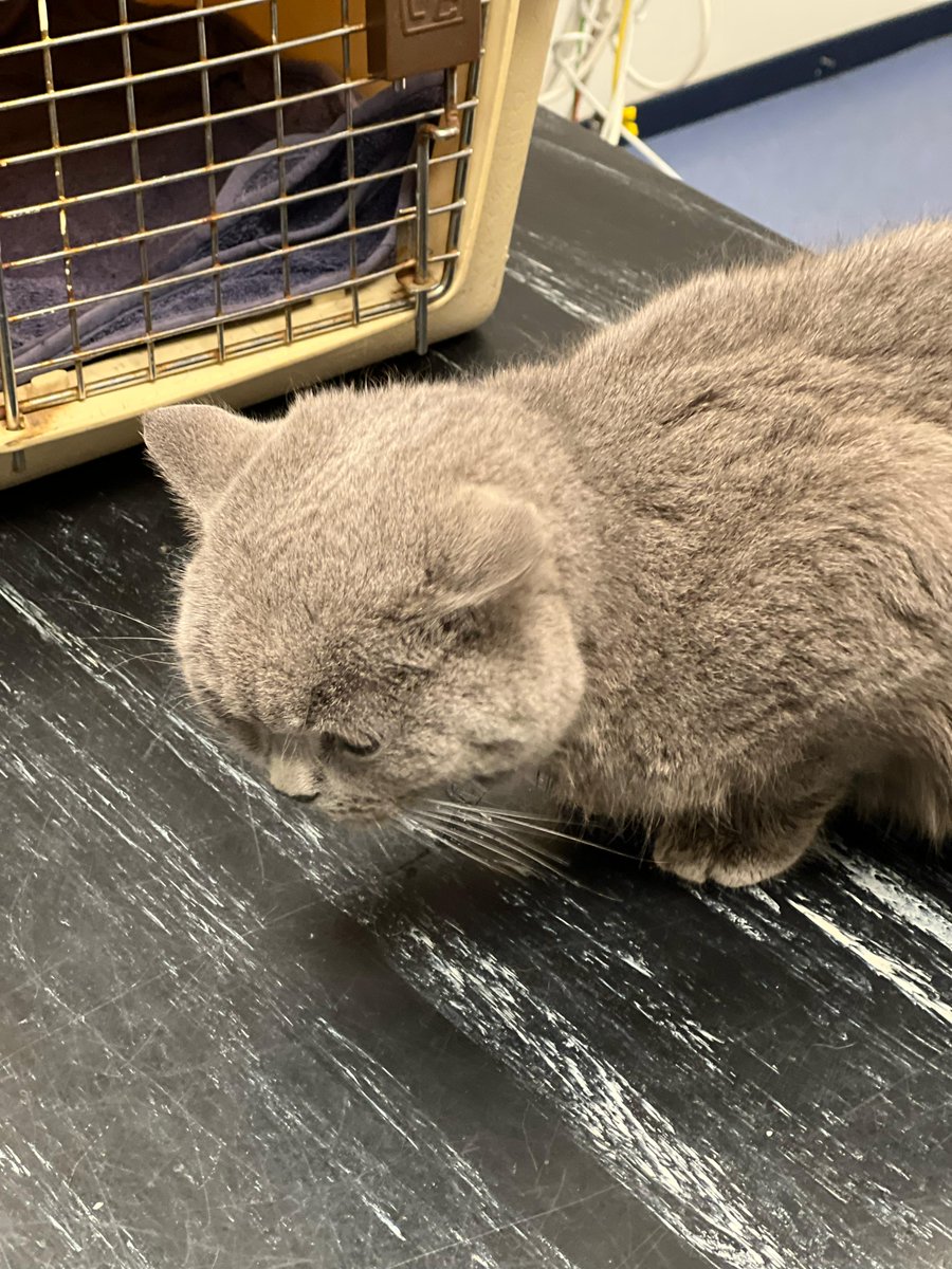 DierenAmsterdam's tweet photo. Armband!
Arme kat, zo lief, moet zoveel pijn gehad hebben! Deze armband zat klem in zijn bekje en toch nog kopjes geven. Al langere tijd zo rondgelopen. Chip niet geregistreerd, gevonden in de #VanOstadestraat #Amsterdam Nu in goede handen bij Evidensia, paws voor deze lieverd #BritseKorthaar #Help #RT