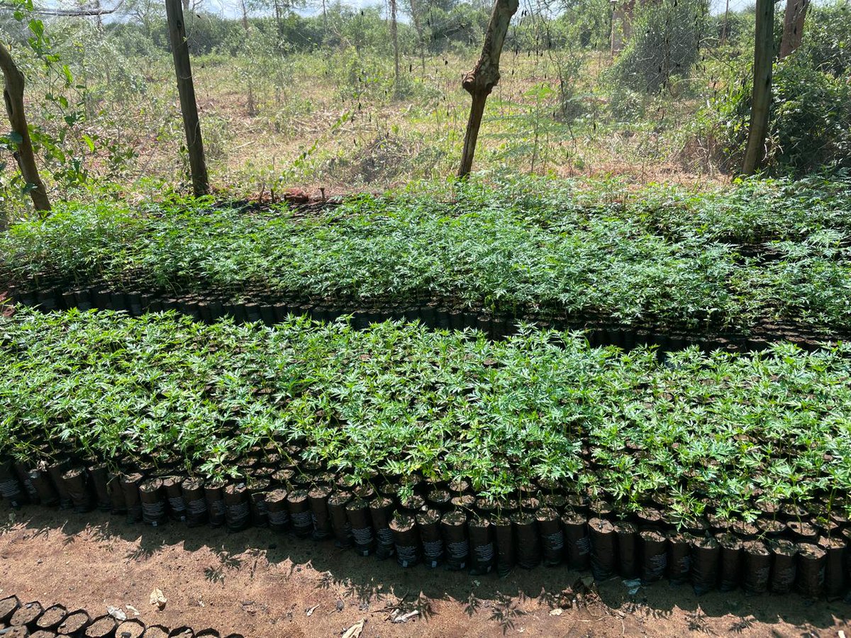 👉 Land & forest restoration through nature-based solutions 💦 👉 Powering hospitals with solar energy 🌞 👉 Gender-responsive approaches in land & forest restoration Today 🇬🇧-PACT is in @OfficialMakueni County visiting projects that are delivering on the 🇬🇧🇰🇪Climate Partnership