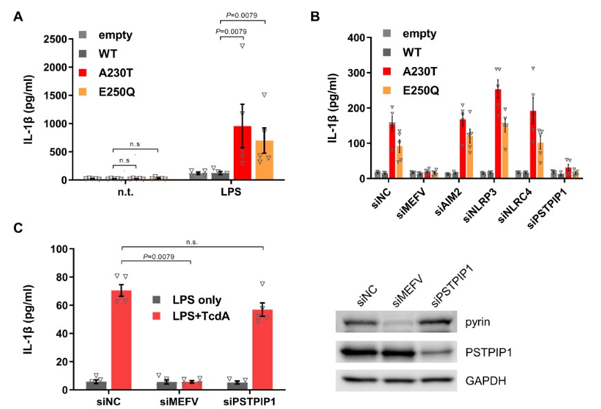 What is new in the pathogenesis of PAPA syndrome? ▶️ PSTPIP1 activates pyrin inflammasome ▶️ Increased IFN-g production in lesional skin ▶️ JAKi abrogate these phenomena -> beneficial effect in patients 🔗 bit.ly/3U6N4tq @canna_lab @MassimoGadina