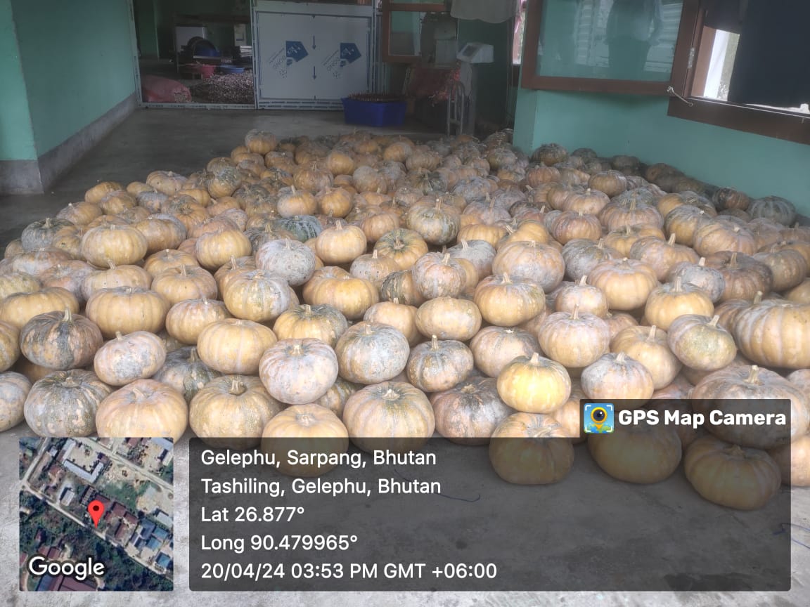 #CrossBorderTrade with Bhutan!

During the 3rd week of April, the first consignment of #pumpkin variety Leela from Joregaon cluster of Najar Agro PC Ltd, Kokrajhar is en route to 'Crystal Moo. Products - Women & Youth Grp' in Jigmeling, Sarpang, Gelephu, Bhutan 🇧🇹

#LeelaVariety