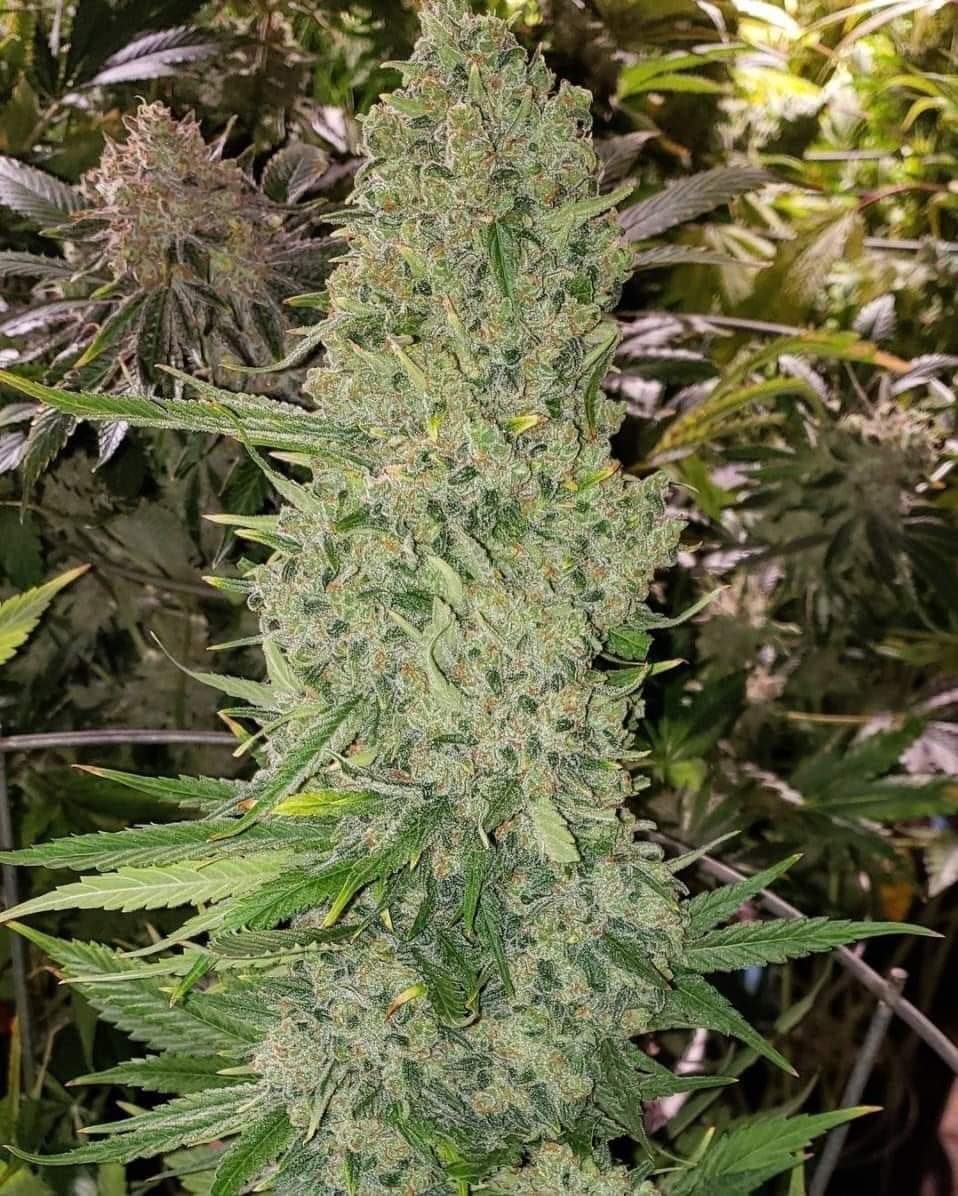 Super Skunk 🔥🍁🍀 #insidecannabis #smokeweedeveryday #high #cannabis #cannabiscommunity #weed #marijuana #thc #cbd #cannabisculture #weedporn #weedstagram #hightimes #stoner #indica #sativa #hemp #maryjane #ganja #growyourown #smoke #cannabissociety #weedlife