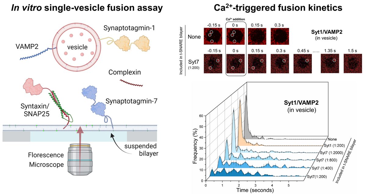 Our collaborative manuscript with Shyam Krishnakumar’s lab at Yale just posted on bioRxiv (biorxiv.org/content/10.110…). Using a single vesicle fusion assay, we identify minimal protein machinery mediating synchronous and asynchronous SV exocytosis and short-term synaptic plasticity.