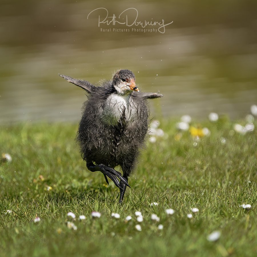 Stepping into a new week…… have a good one 😊
#magicmonday
#birdphotography 
#NatureLover 
<a href="/Natures_Voice/">RSPB</a>