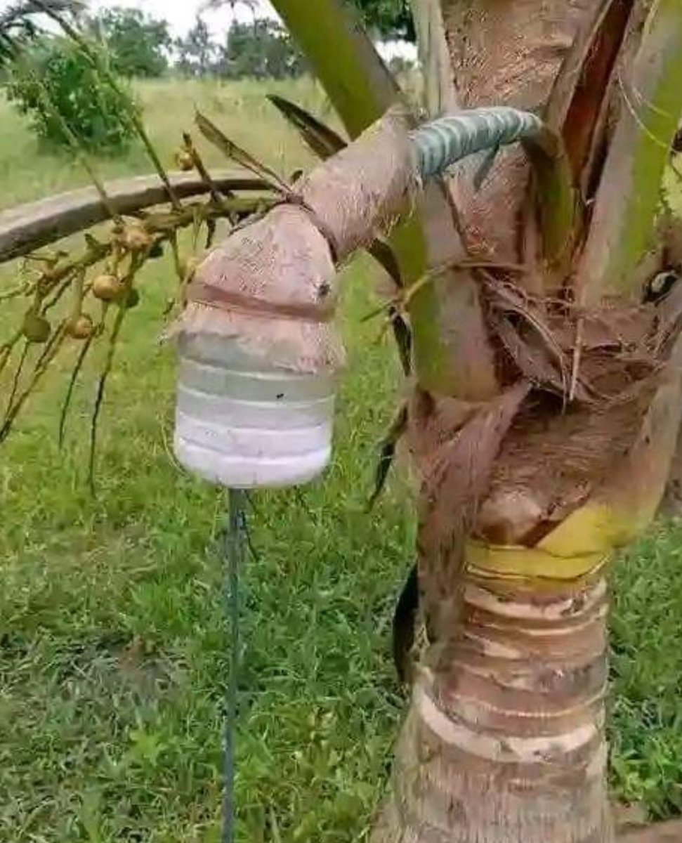 From the Depot. Palm wine 📌