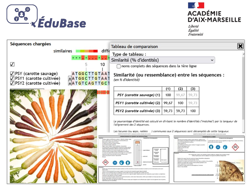 [#Edubase] La domestication de la carotte, réalisation d'un podcast à partir de protocoles expérimentaux et ressources variées dont genigen2 en terminale spécialité SVT par <a href="/AcAixMarseille/">Acad. Aix-Marseille</a> 
🔗edubase.eduscol.education.fr/fiche/22446