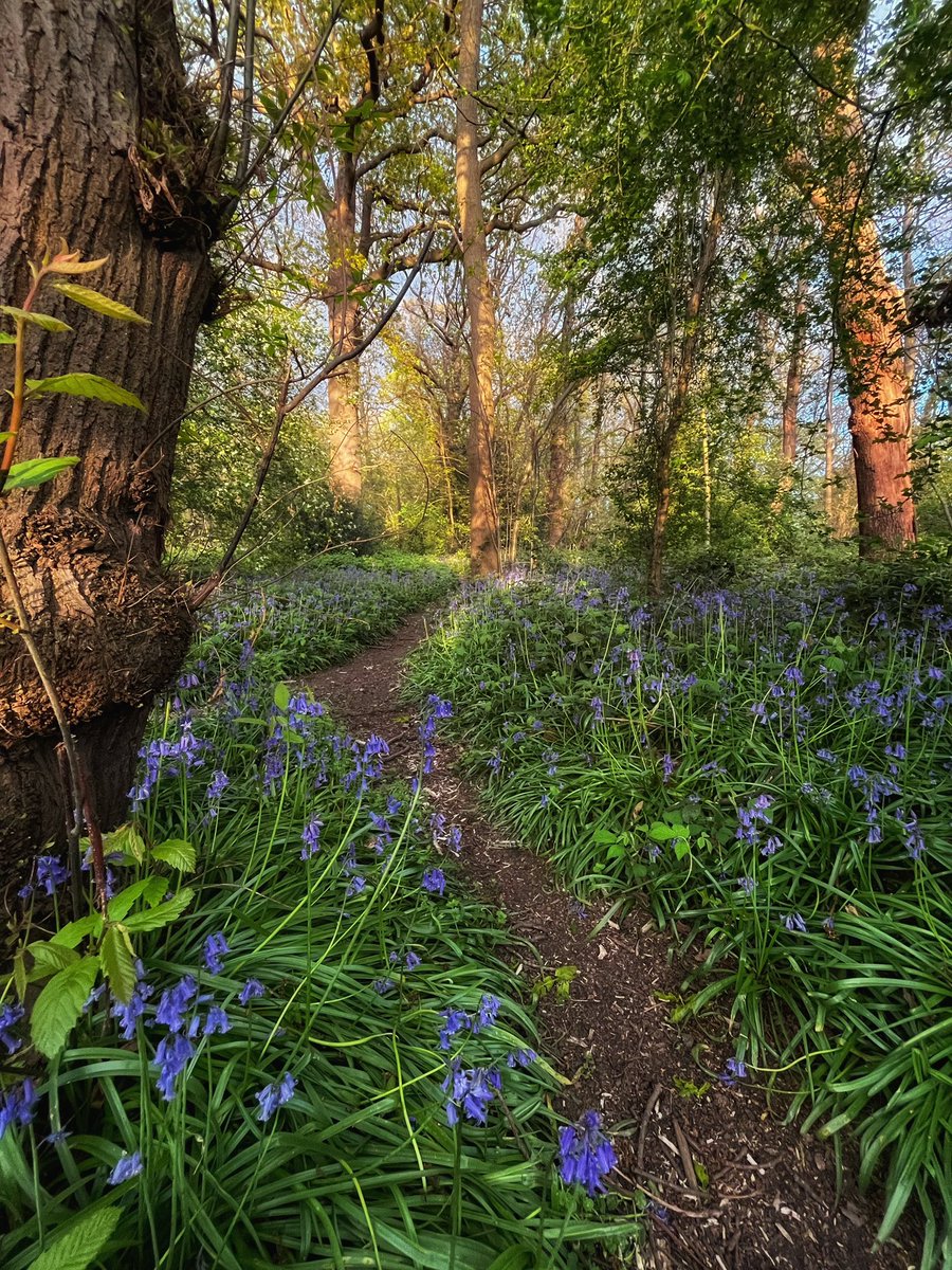 Evening walk with the pooch through Shepherdleas woods. So pretty at the moment! #eltham #Bluebells @SEninemag