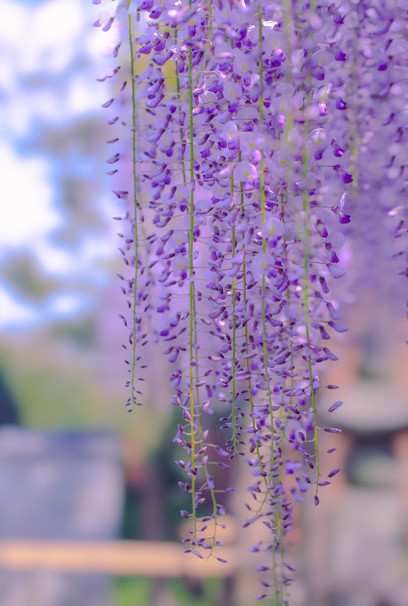 良き香り

#photograghy 
#キリトリセカイ
#flowerphotography